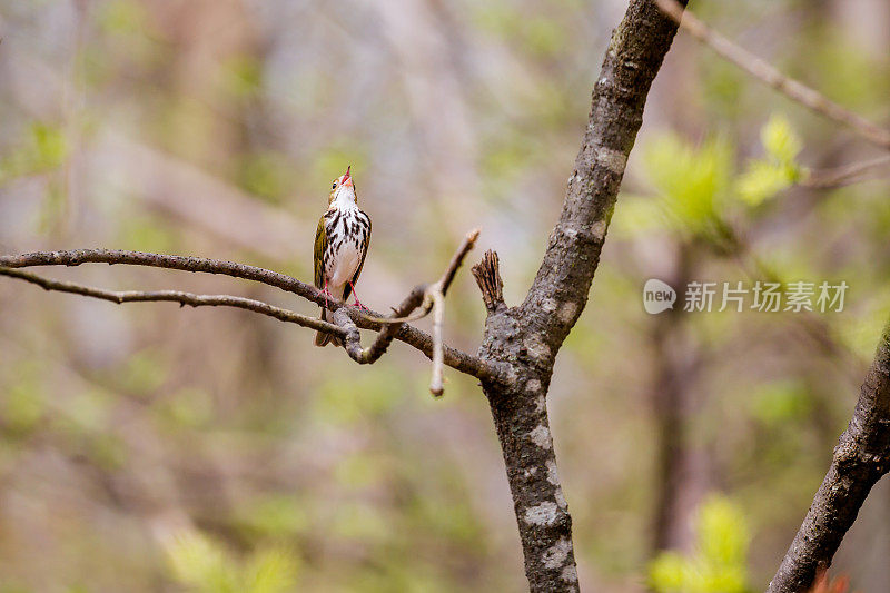 鸣禽林莺(Seiurus aurcapillus)